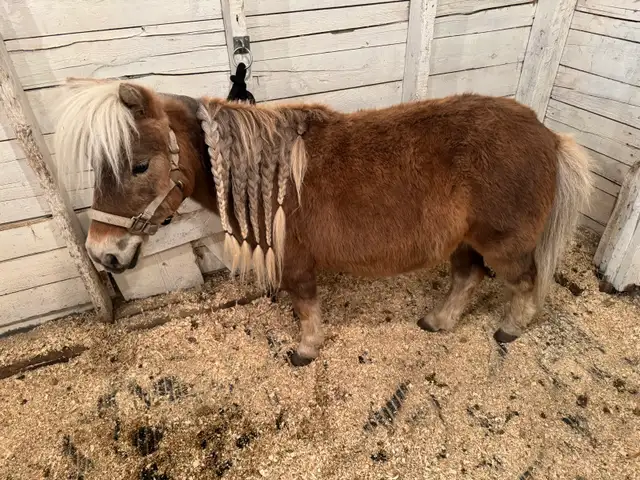 Kids Miniture Mare - Photo 3