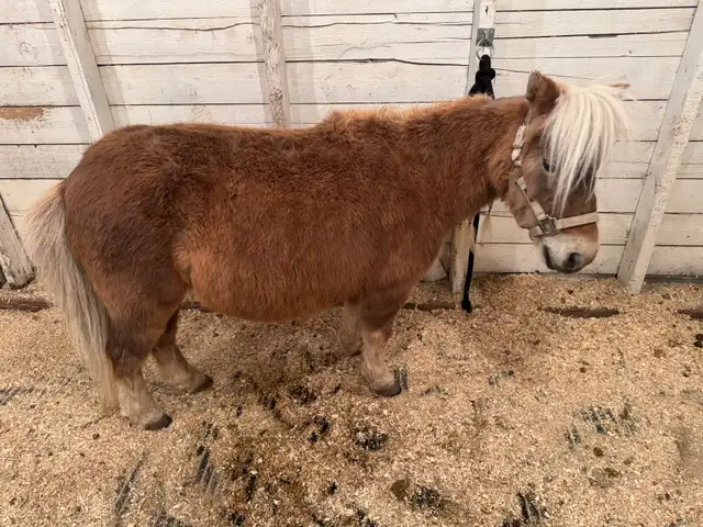 Kids Miniture Mare - Photo 4