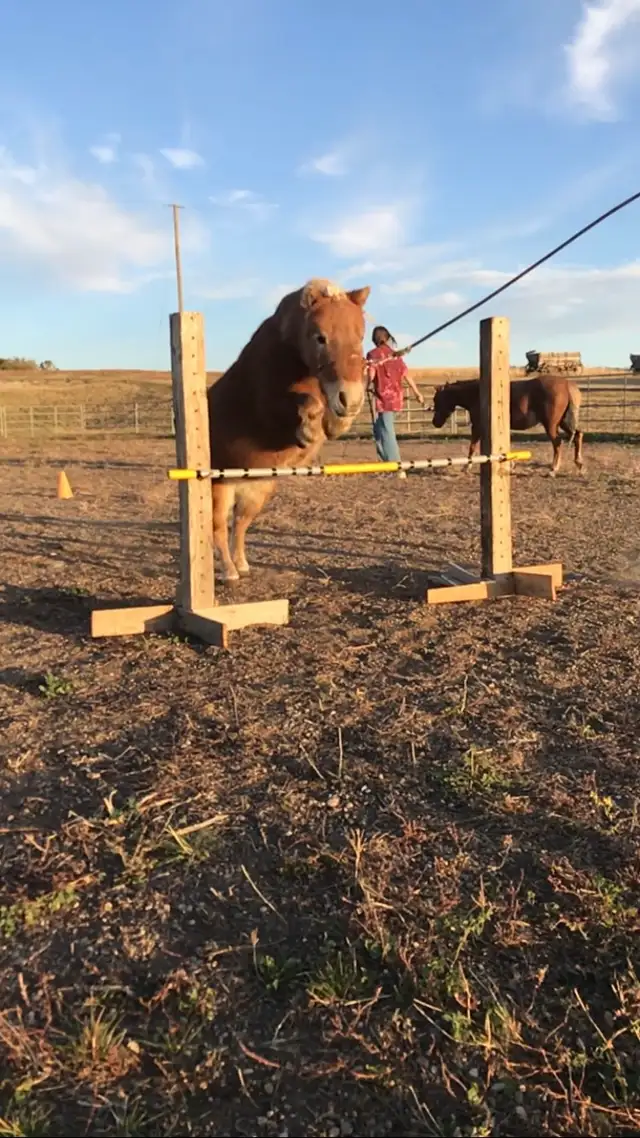 Kids Miniture Mare - Photo 5