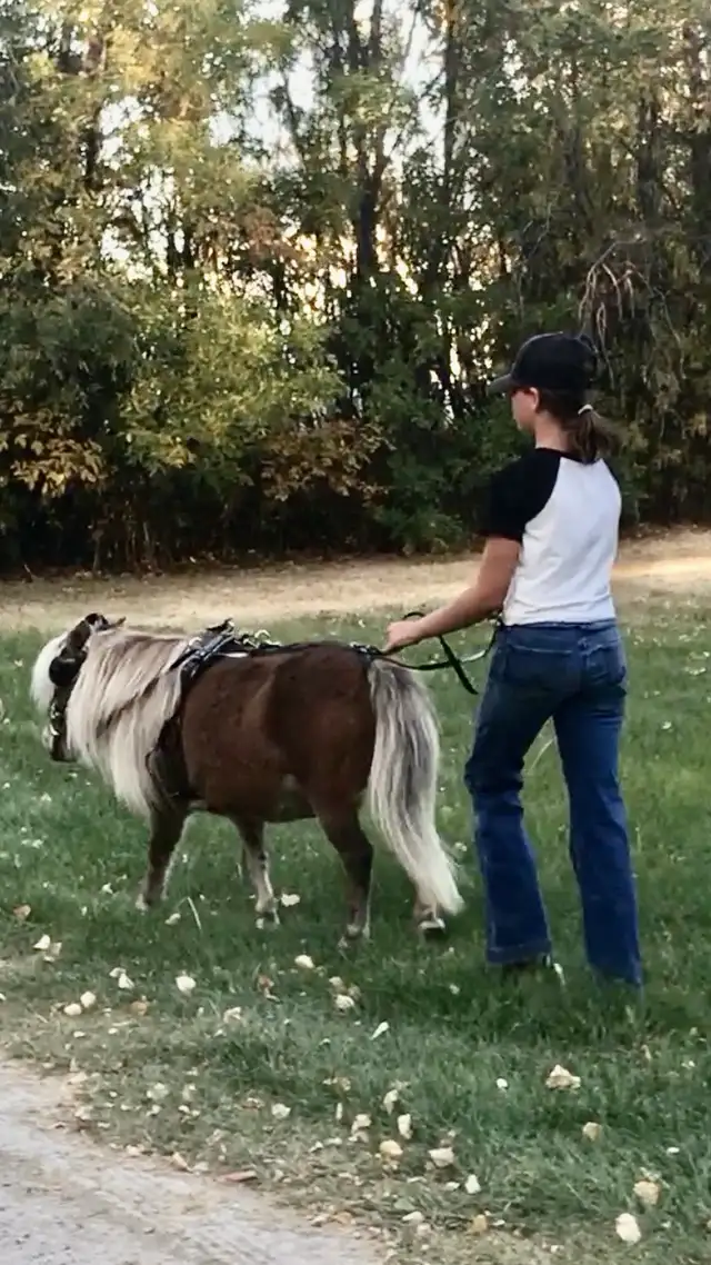 Kids Miniture Mare - Photo 6