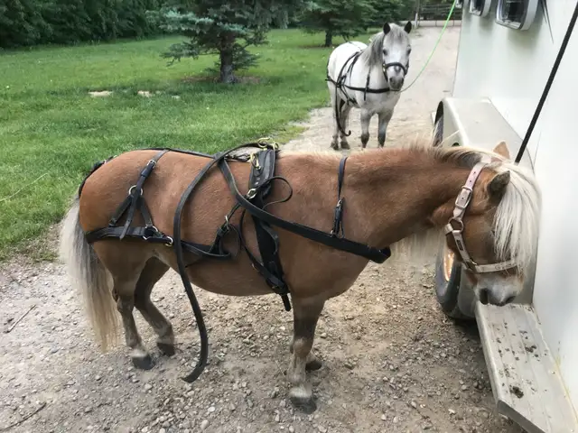 Kids Miniture Mare - Photo 7