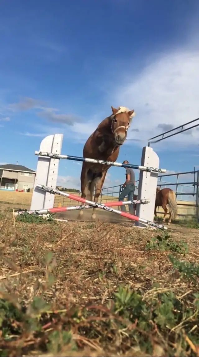 Kids Miniture Mare - Photo 8