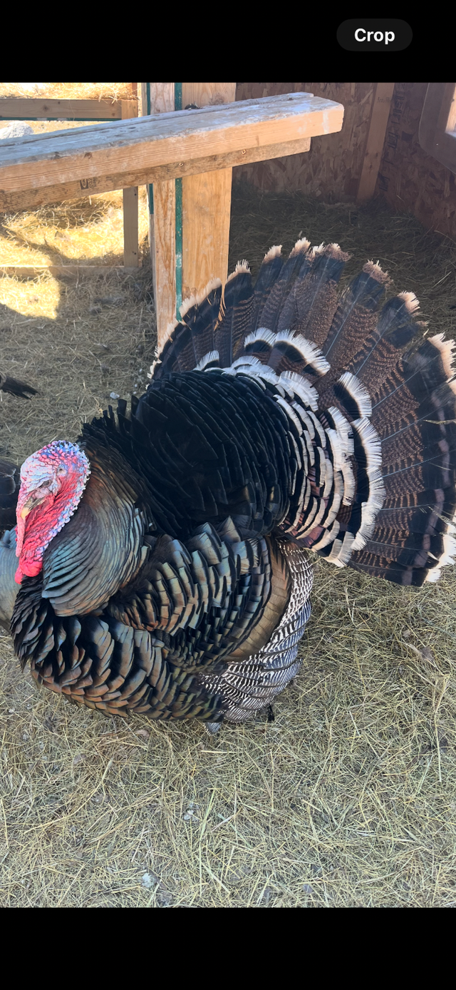 Eastern Wild Turkey Eggs