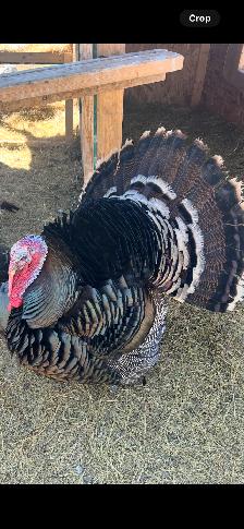 Eastern Wild Turkey Eggs