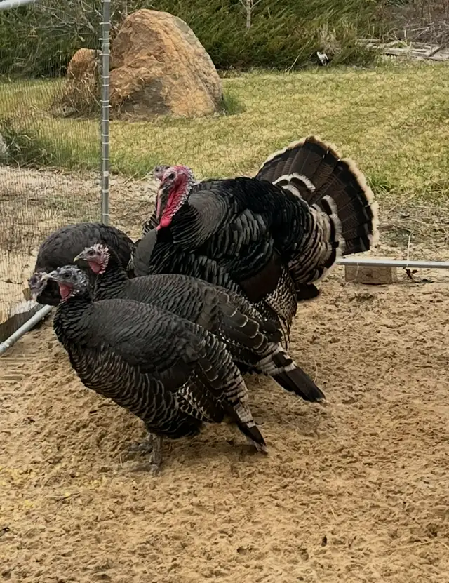 Eastern Wild Turkey Eggs - Photo 2