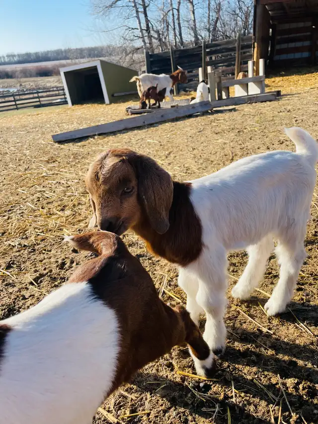 Boer bottle baby pet goat