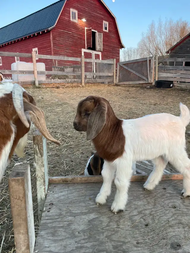 Boer bottle baby pet goat - Photo 2