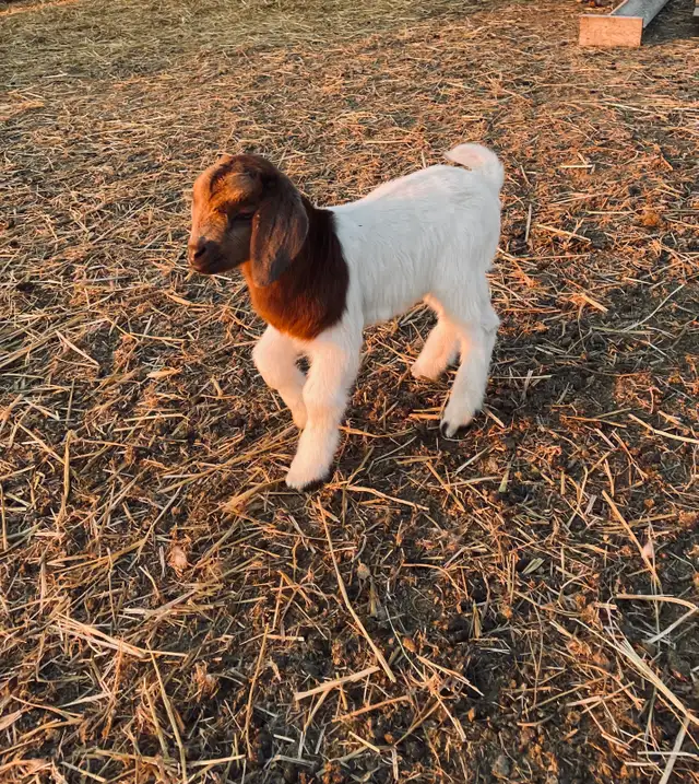 Boer bottle baby pet goat - Photo 3