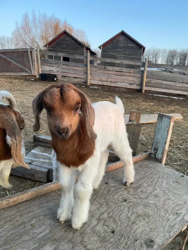 Boer bottle baby pet goat - Photo 4