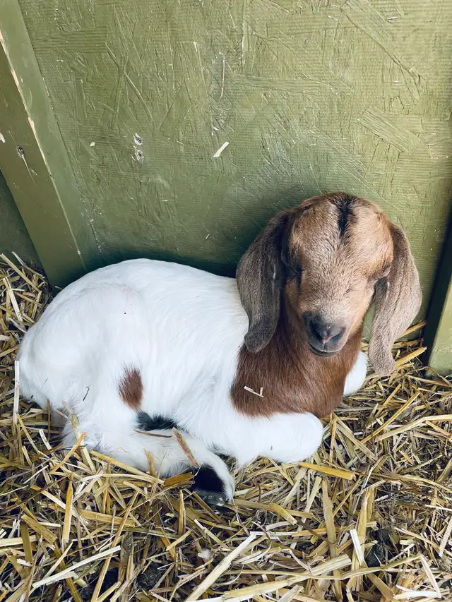 Boer bottle baby pet goat - Photo 5