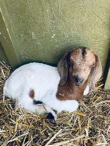 Boer bottle baby pet goat - Photo 5