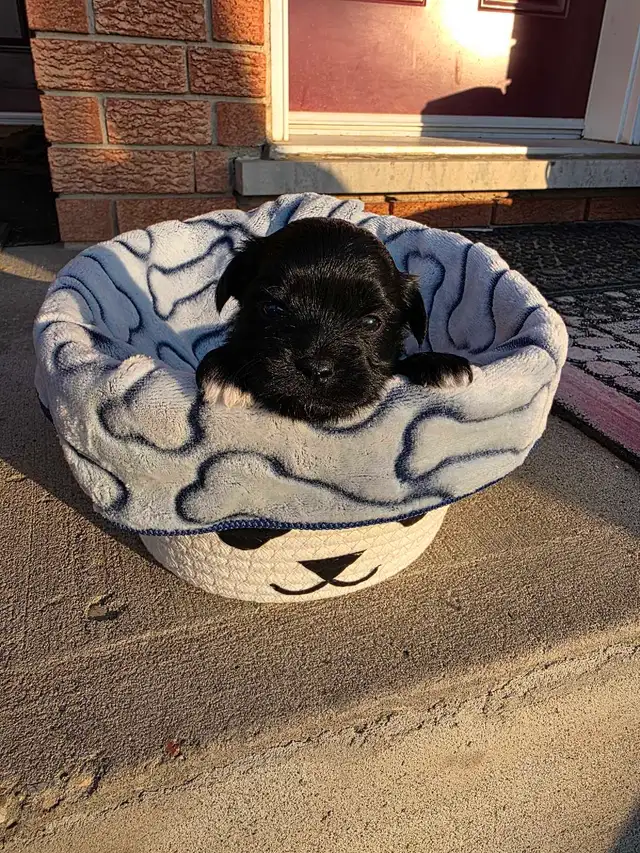 Puppies Biewer and Shipoo puppy mix - Photo 4