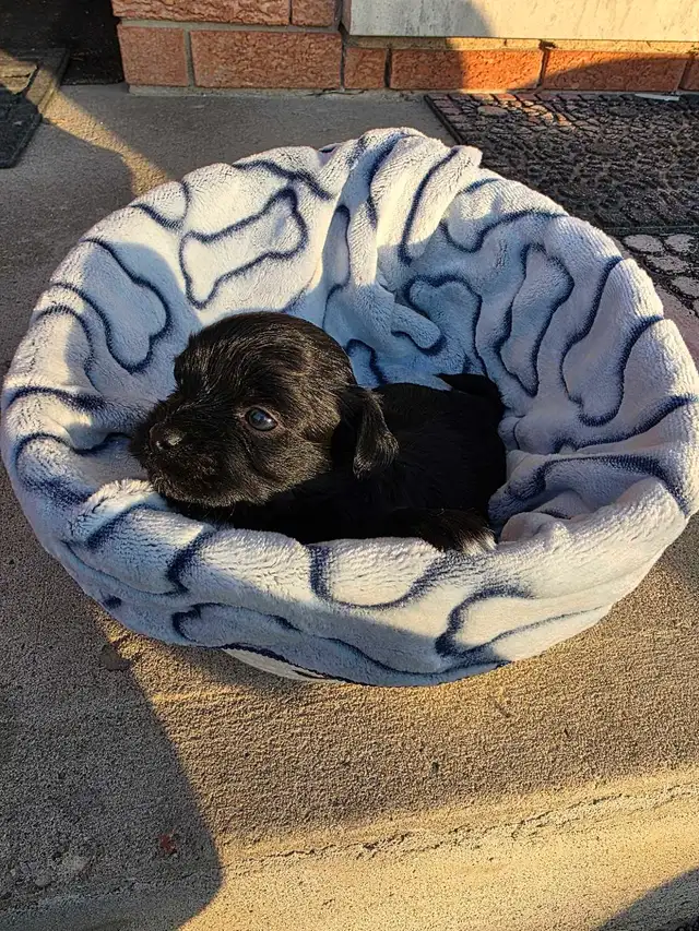 Puppies Biewer and Shipoo puppy mix - Photo 5