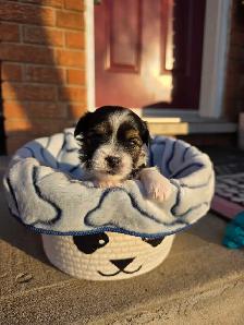 Puppies Biewer and Shipoo puppy mix - Photo 6