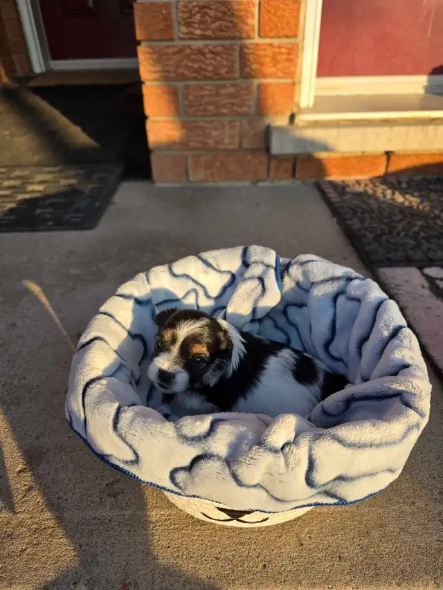 Puppies Biewer and Shipoo puppy mix - Photo 7