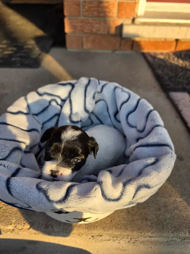 Puppies Biewer and Shipoo puppy mix - Photo 9