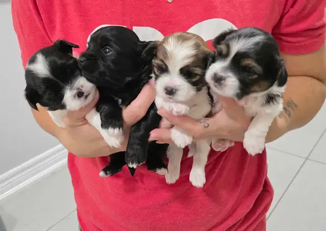 Puppies Biewer and Shipoo puppy mix - Photo 10