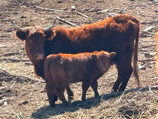 Highland/Red Devon cow calf pairs