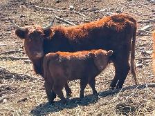 Highland/Red Devon cow calf pairs