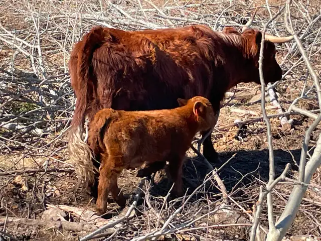 Highland/Red Devon cow calf pairs - Photo 2