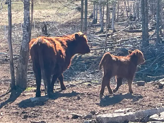 Highland/Red Devon cow calf pairs - Photo 3