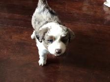 Toy Australian Shepard