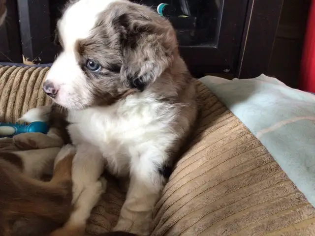 Toy Australian Shepard - Photo 2