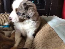 Toy Australian Shepard - Photo 2