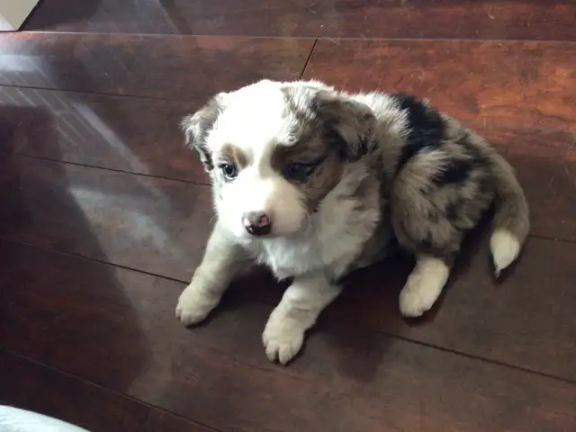 Toy Australian Shepard - Photo 3