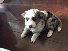 Toy Australian Shepard - Photo 3
