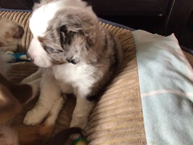 Toy Australian Shepard - Photo 4