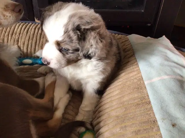 Toy Australian Shepard - Photo 5