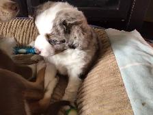 Toy Australian Shepard - Photo 5