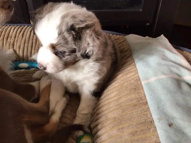 Toy Australian Shepard - Photo 6