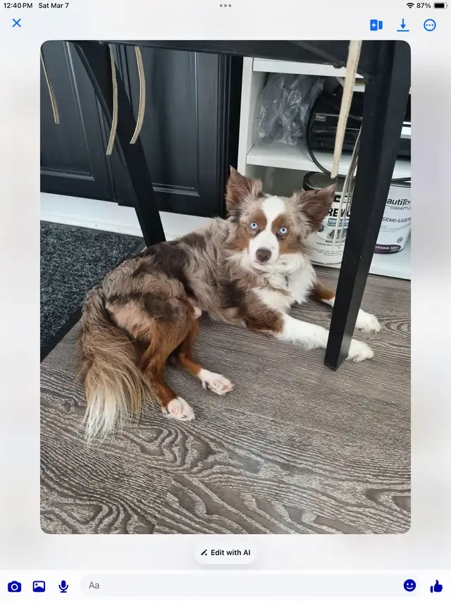 Toy Australian Shepard - Photo 7