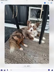 Toy Australian Shepard - Photo 7