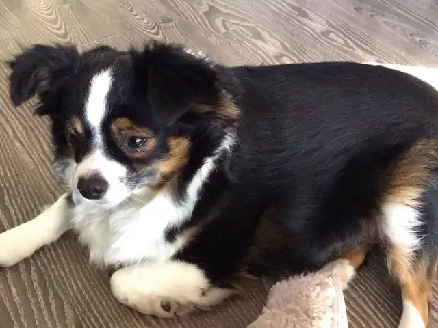 Toy Australian Shepard - Photo 8