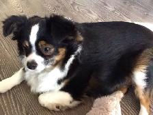 Toy Australian Shepard - Photo 8