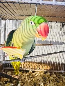 Alexandrine parakeet parrot