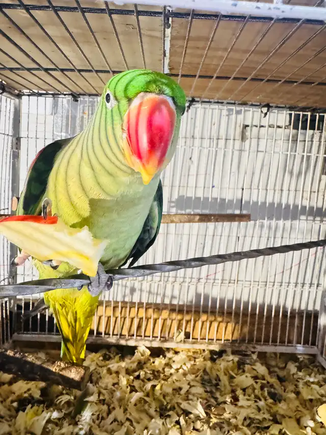 Alexandrine parakeet parrot - Photo 2