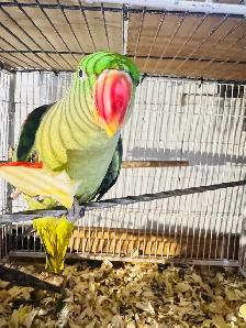 Alexandrine parakeet parrot - Photo 2