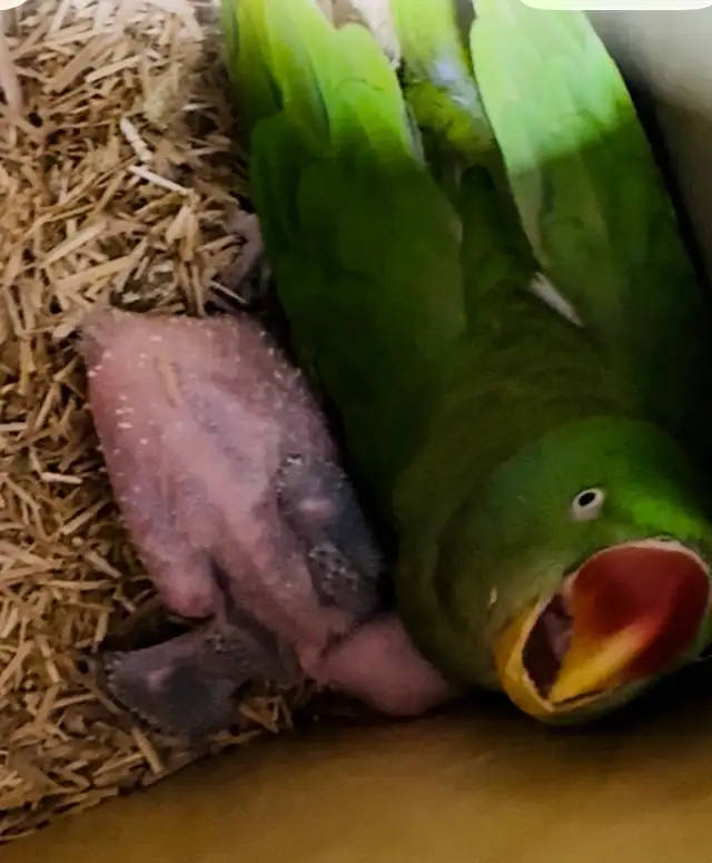 Alexandrine parakeet parrot - Photo 3