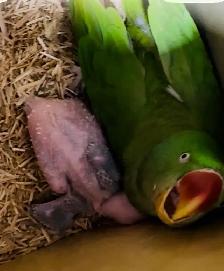 Alexandrine parakeet parrot - Photo 3