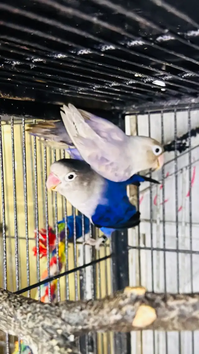 lovebird fisher breeding pair for sale