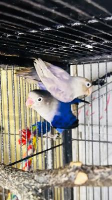 lovebird fisher breeding pair for sale