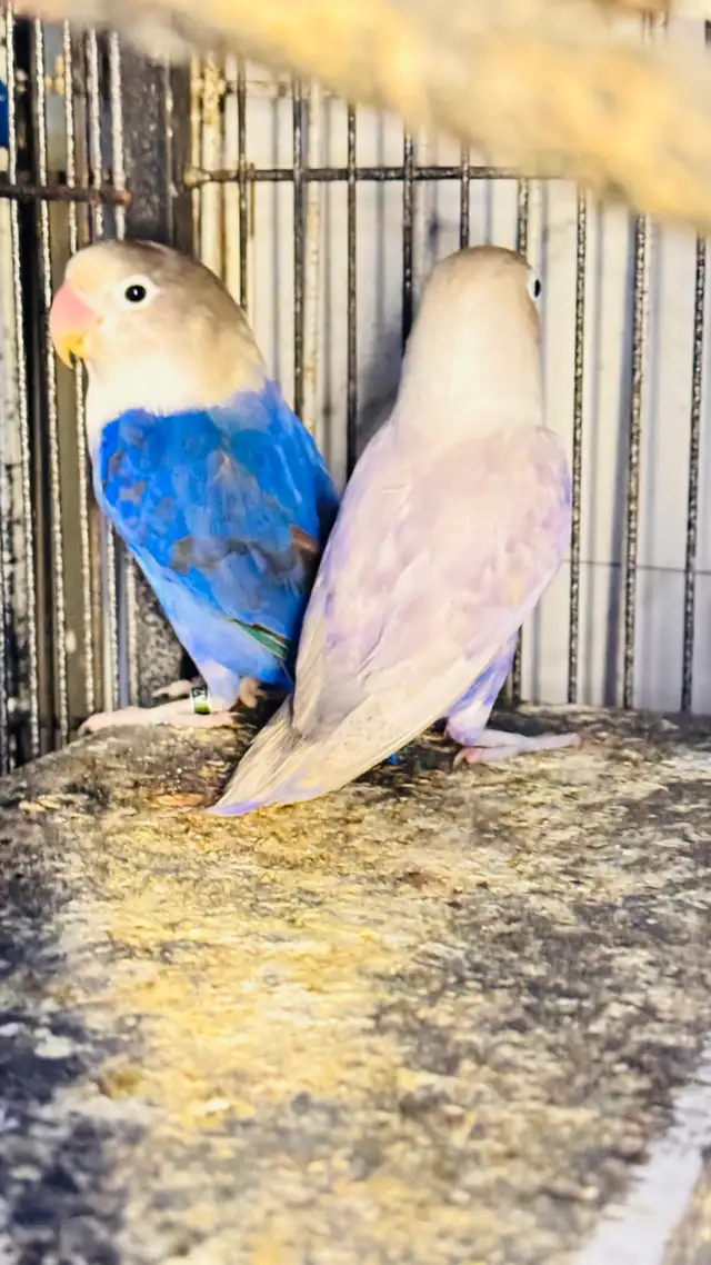 lovebird fisher breeding pair for sale - Photo 2