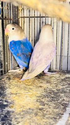 lovebird fisher breeding pair for sale - Photo 2