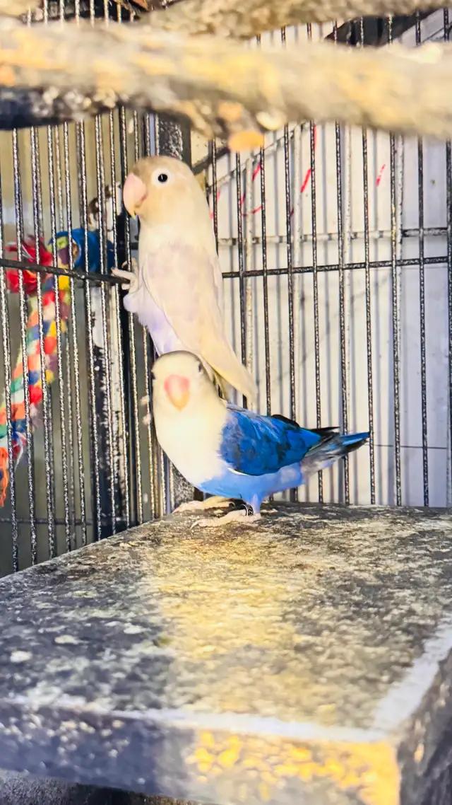 lovebird fisher breeding pair for sale - Photo 3