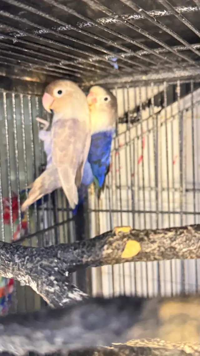 lovebird fisher breeding pair for sale - Photo 4