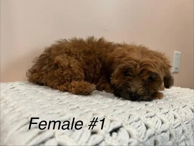 Shitzoo/Poodle